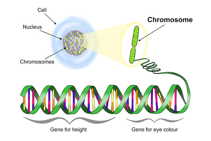 A Segment Of Dna That Codes For A Trait Turito